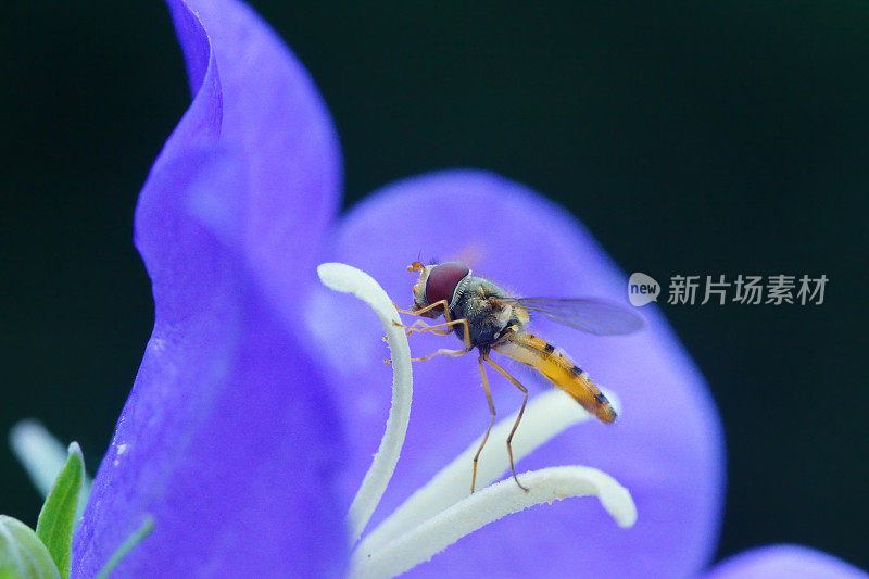 食蚜蝇在蓝风铃花上