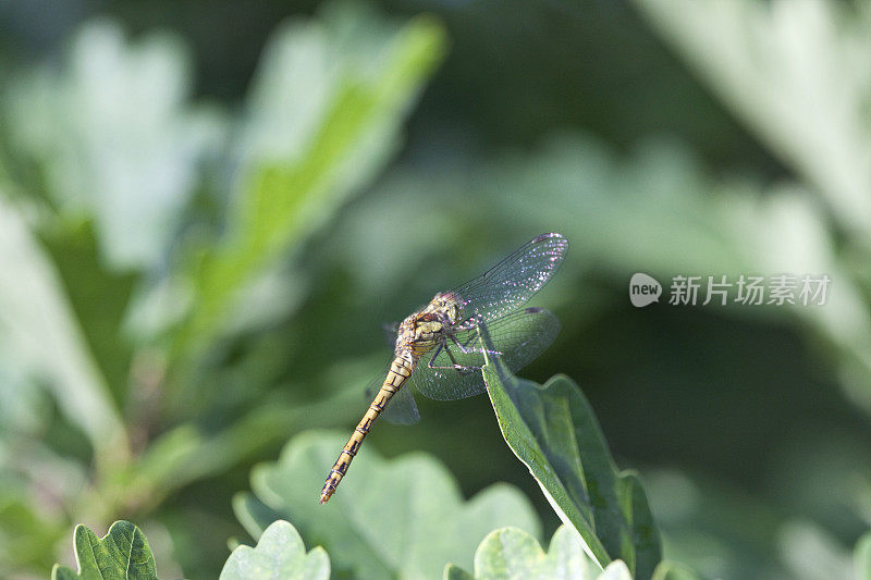 橡树叶上的蜻蜓