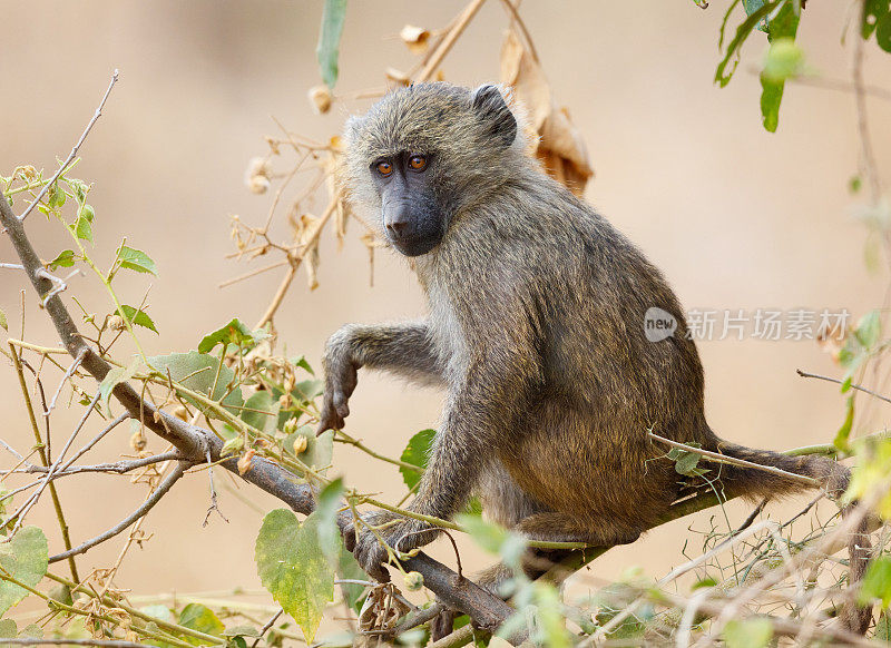 黄狒狒幼崽，非洲坦桑尼亚塔兰吉尔国家公园