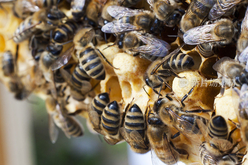看护雄蜂巢的食肉蜂