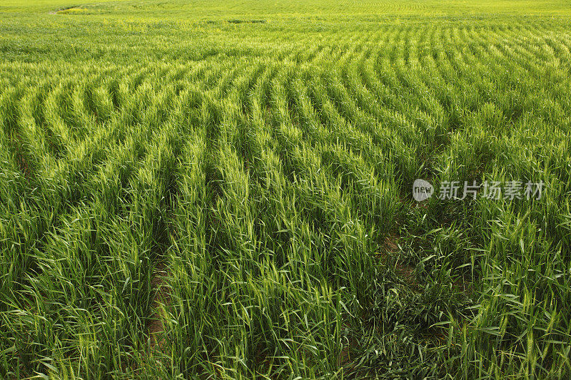 绿油油的麦田