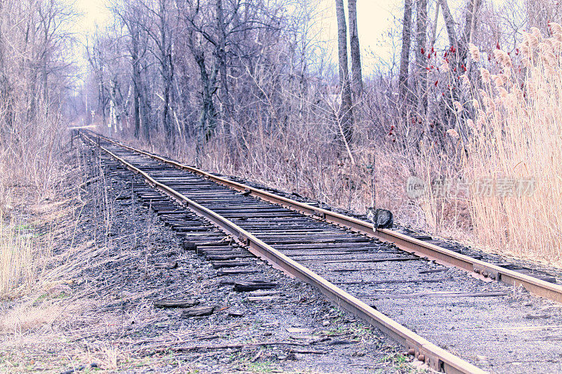 一只猫坐在废弃的乡村铁路轨道上