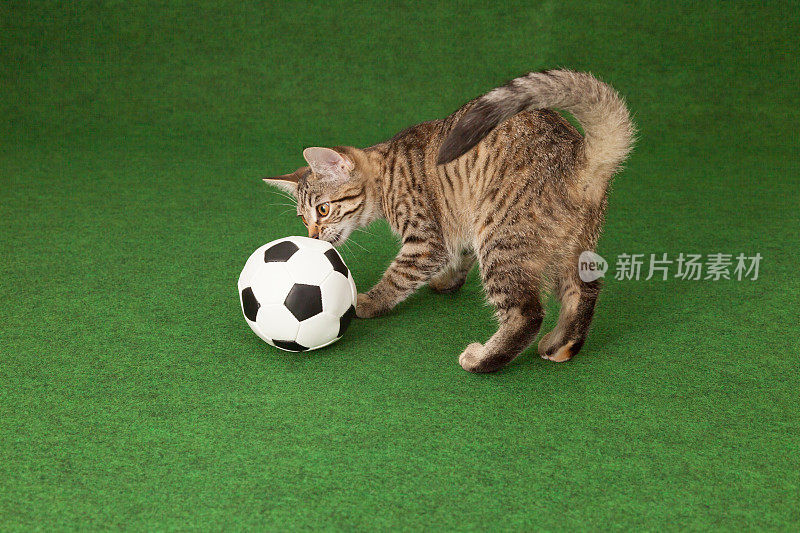 猫的足球