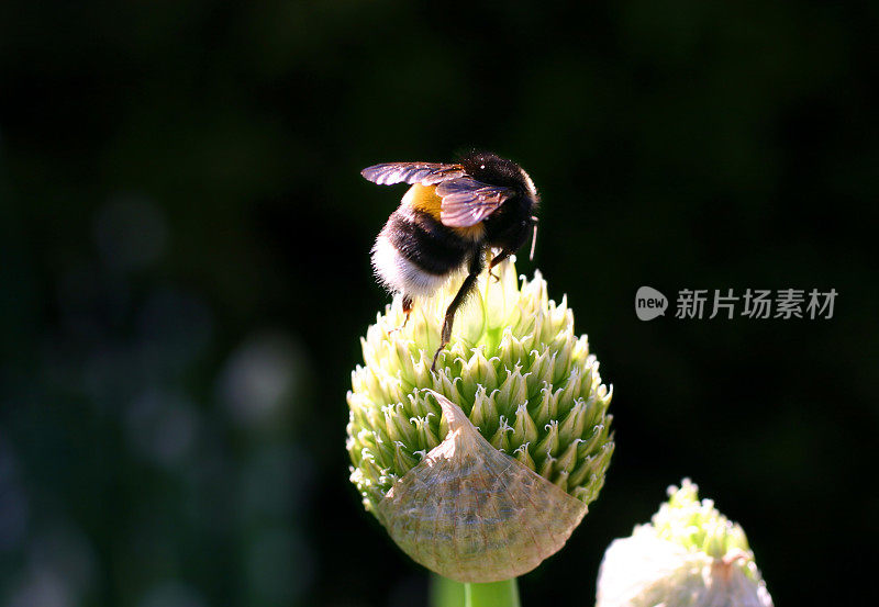 大黄蜂在葱花上