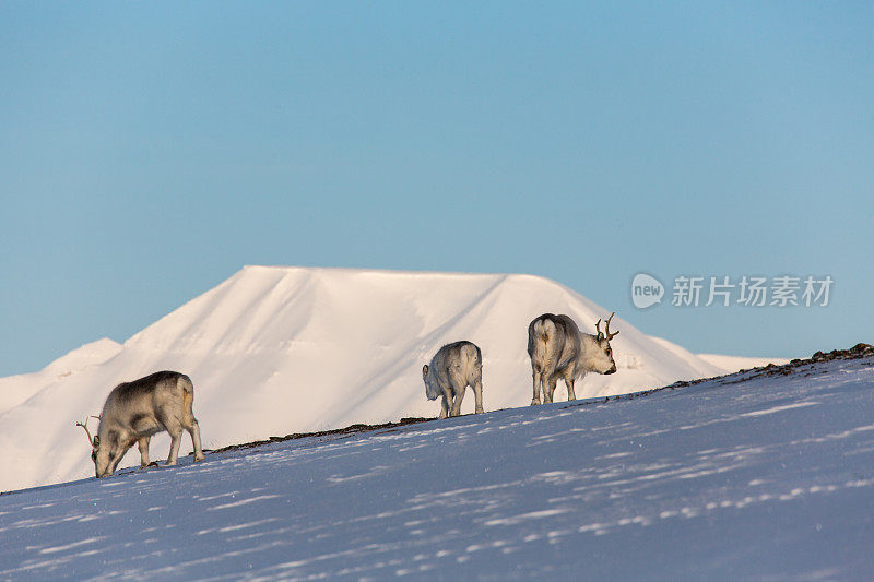 驯鹿在Spitzbergen