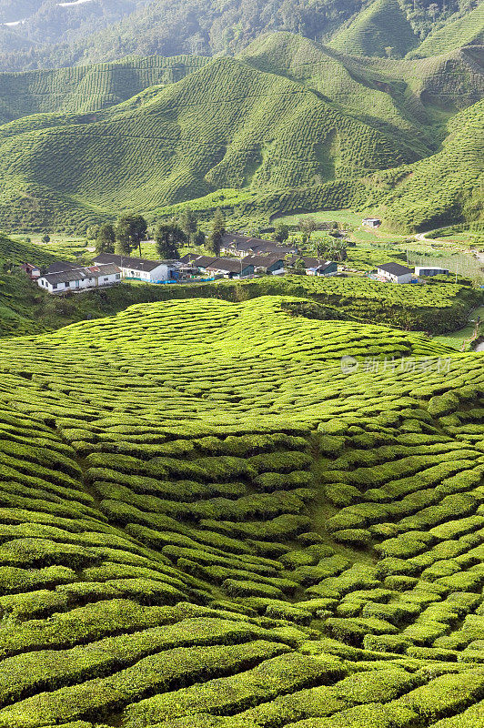 茶叶种植在马来西亚彭亨卡梅隆高地