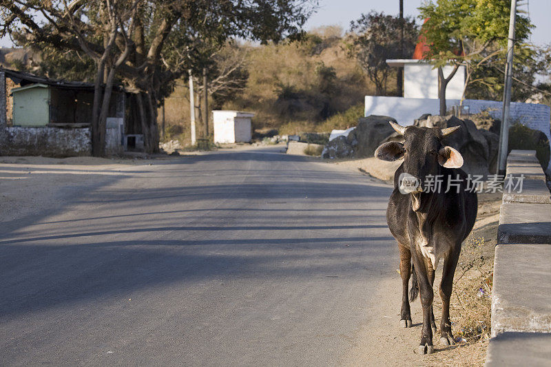 印度路上的牛
