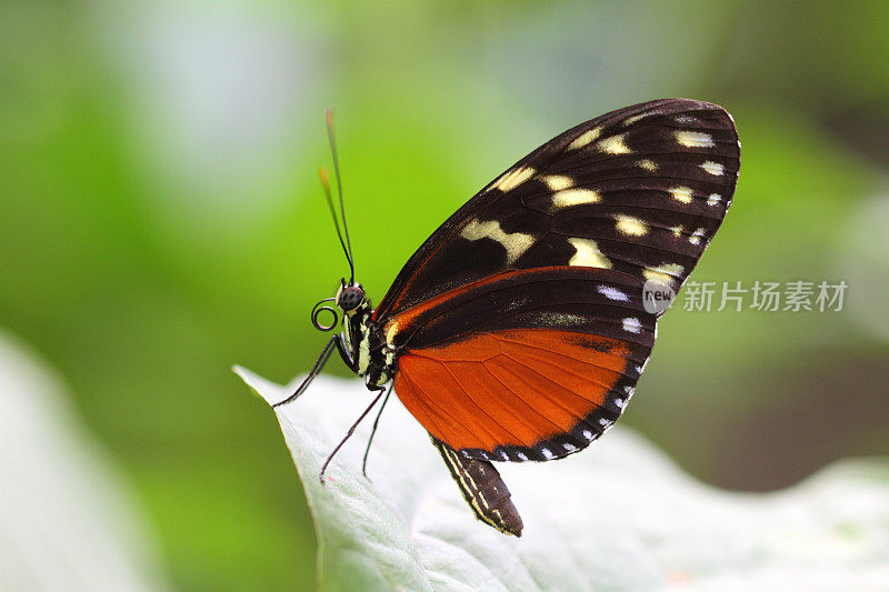 休息longwing蝴蝶