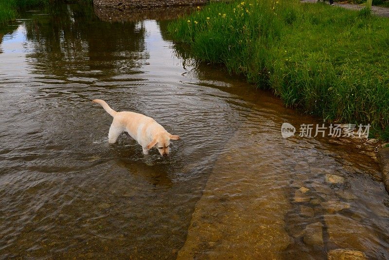 拉布拉多寻回犬