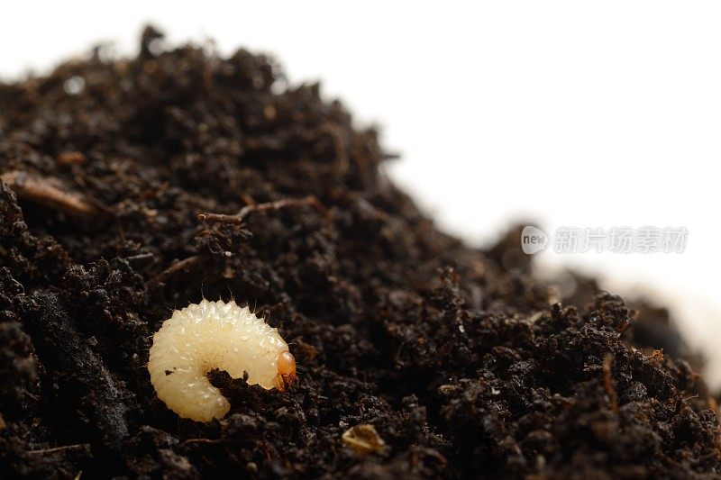 土壤中的藤蔓象鼻虫