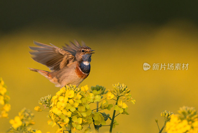 蓝喉在油菜花上歌唱。