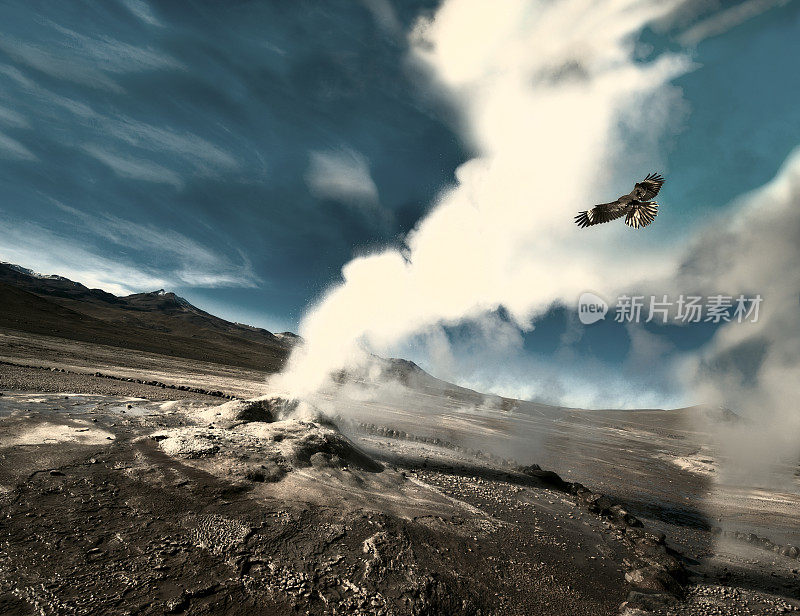 老鹰从间歇泉喷出的蒸汽中飞过。智利阿塔卡马沙漠的间歇泉谷