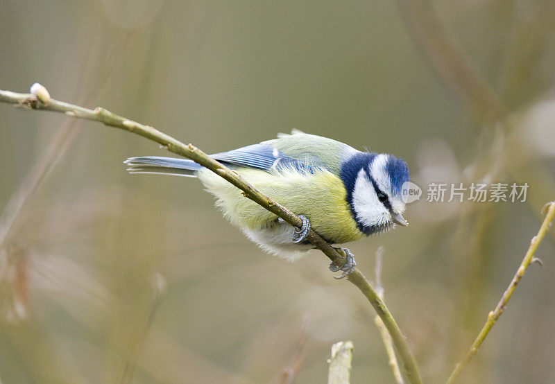 蓝山雀(青翠鸟)