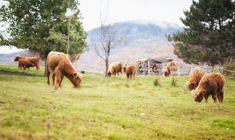 在阿巴拉契亚山脉吃草的高原牛