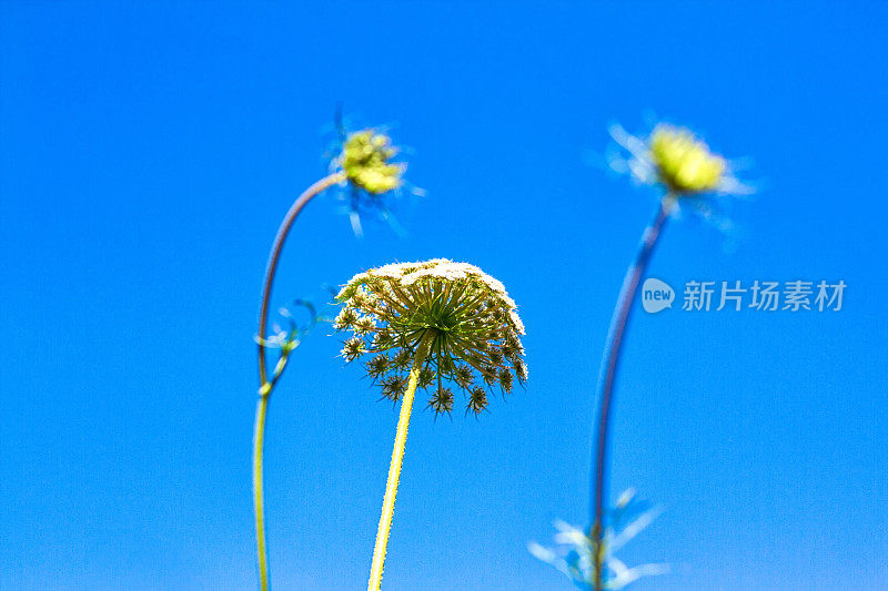 安妮女王的蕾丝映衬着湛蓝的天空