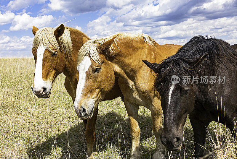 三匹马看着摄像机的特写