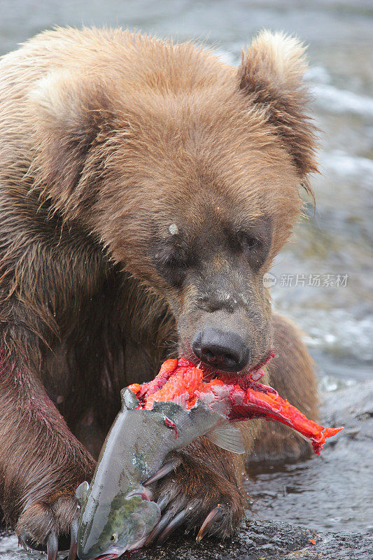 阿拉斯加卡特迈国家公园，灰棕熊在吃鲑鱼