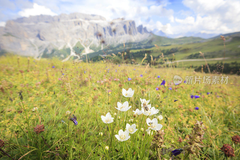 意大利白云石郁郁葱葱的山地草地