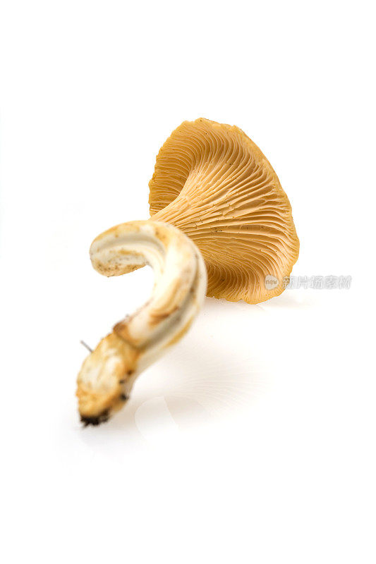 金色的鸡油菌菇