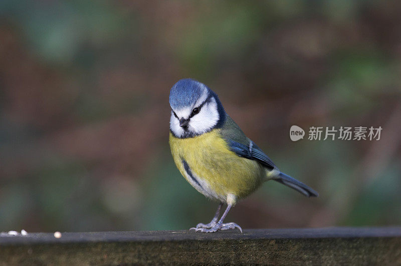 蓝冠山雀