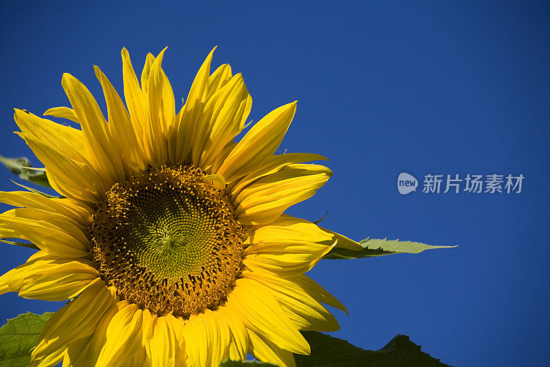 向日葵和湛蓝的天空