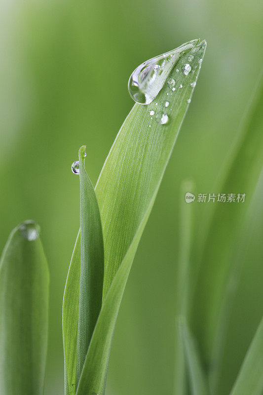 小雨打在叶