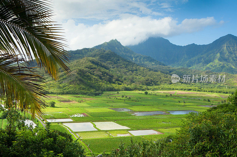 夏威夷考艾岛哈纳莱山谷的芋头田