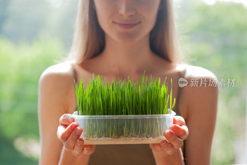 年轻女子展示在塑料托盘里的新鲜生麦草幼苗