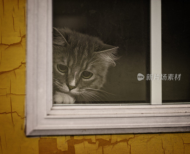 小猫或小猫望着窗外。