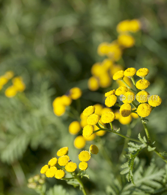 艾菊(Tanacetum)