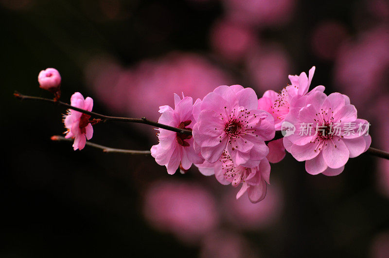 花朵粉红色的李子