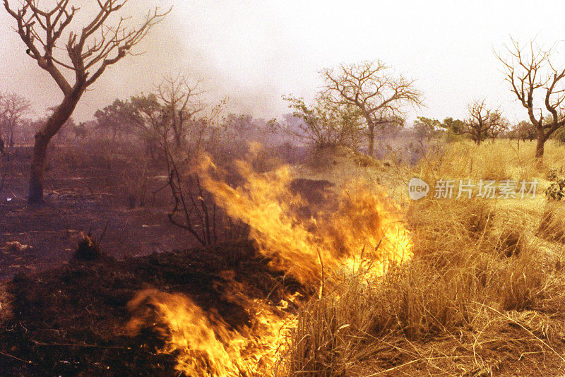 干旱季节发生在西非布基纳法索中部的苏丹稀树草原