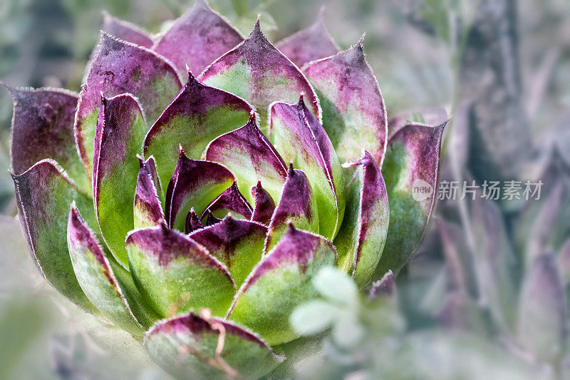 永活肉质植物颜色特写在选择焦点