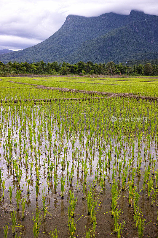 大米的稻田。