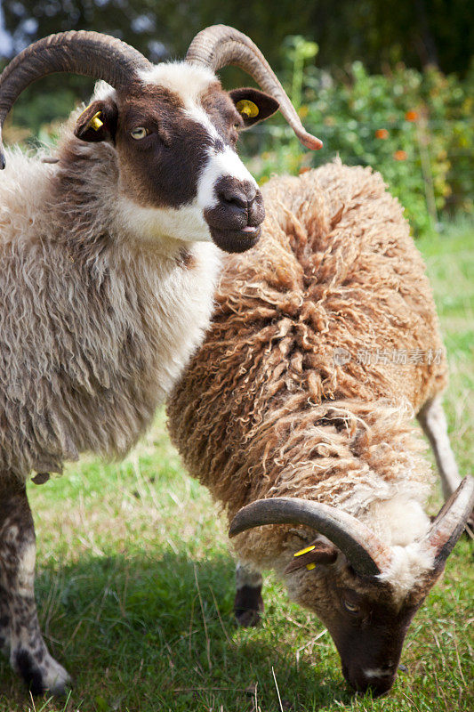 丹麦田野上的绵羊。