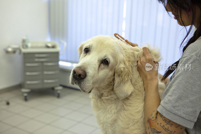 兽医技术员与金毛寻回犬