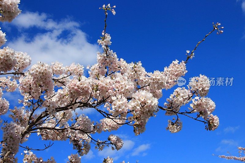 盛开的日本樱桃树