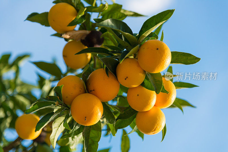 西班牙的橘子挂在树上