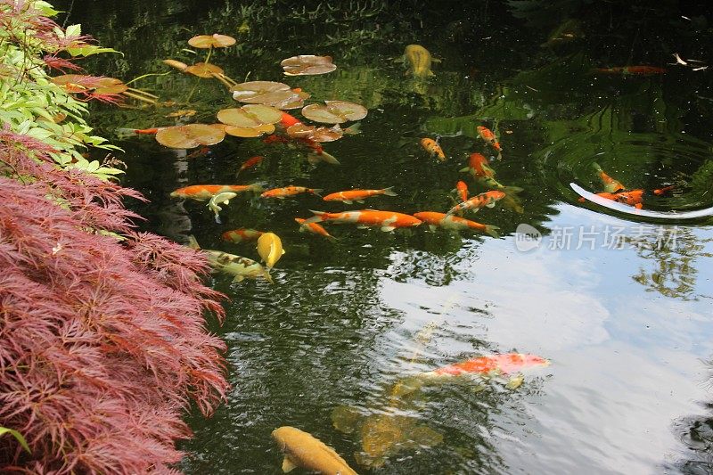 大花园池塘的形象与锦鲤和金鱼