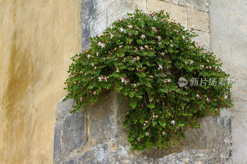 意大利古城墙上的野生地中海刺山柑灌木瀑布