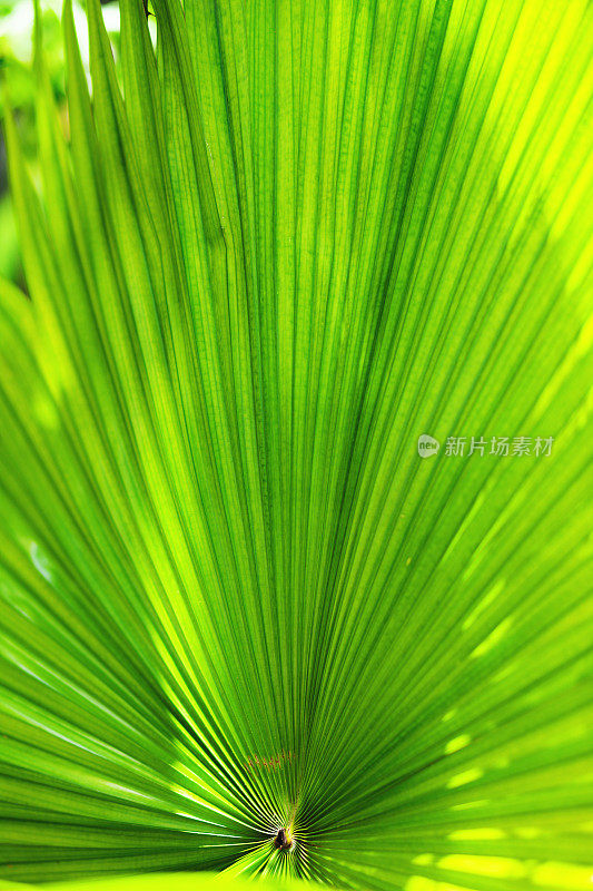绿色热带棕榈叶