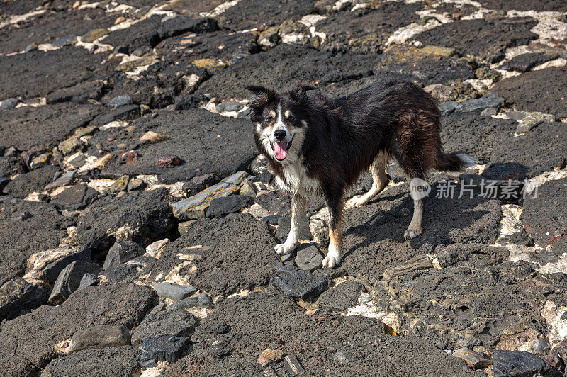 边境牧羊犬站在岩石海岸上