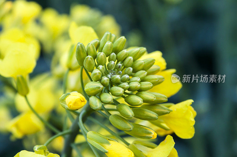 石油种子特写