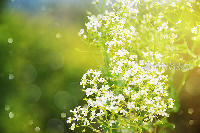 野草