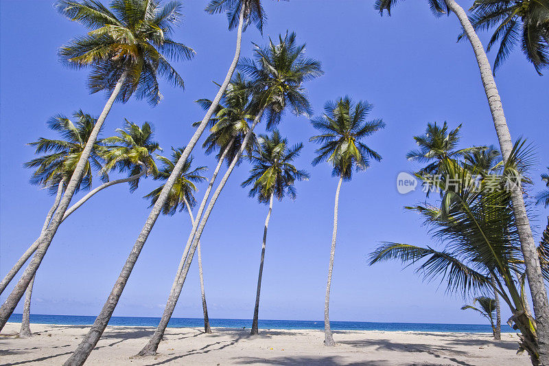 偏远的加勒比海岛屿上的一棵热带棕榈树