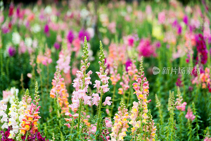 金鱼花在花园里