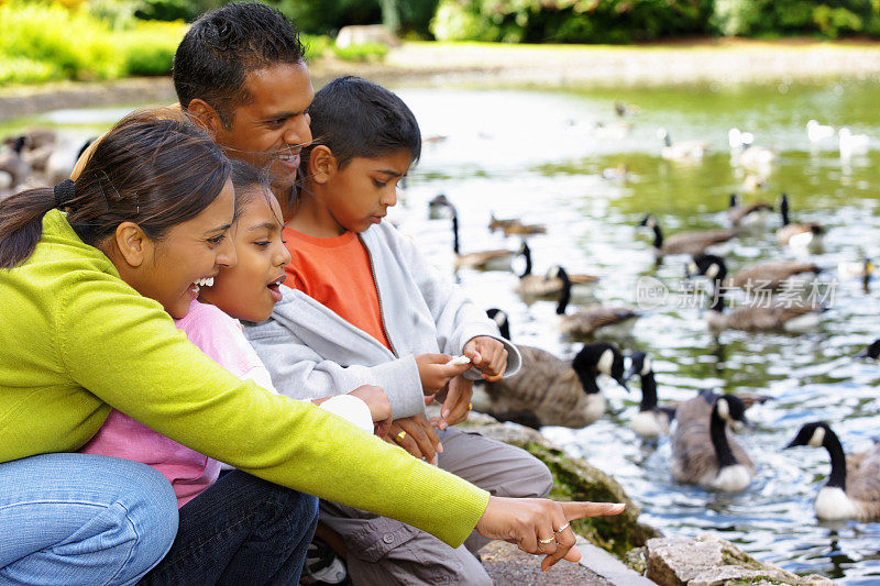 印度家庭在池塘外面喂鸭子