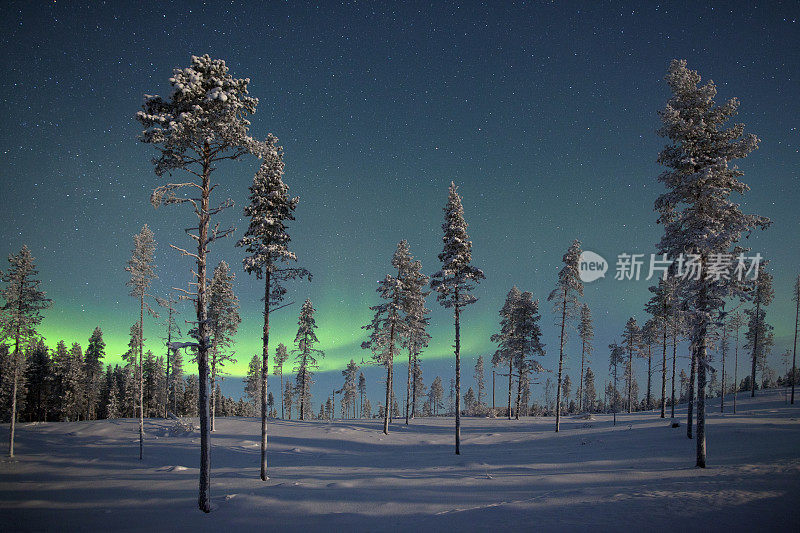 北欧的北极光在冰冻的树木上