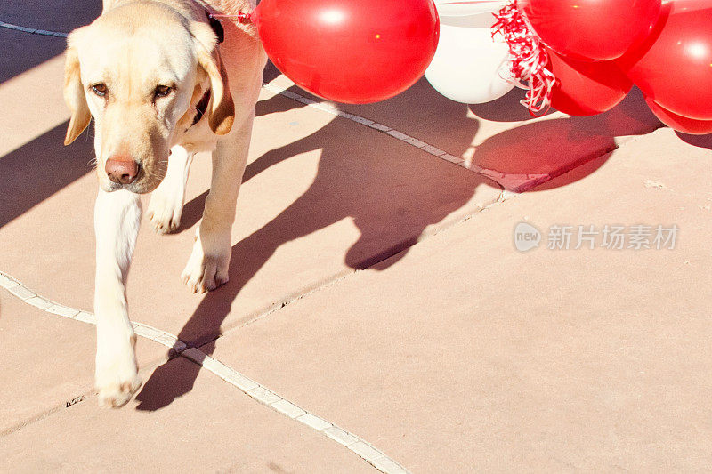 黄色拉布拉多寻回犬和生日气球