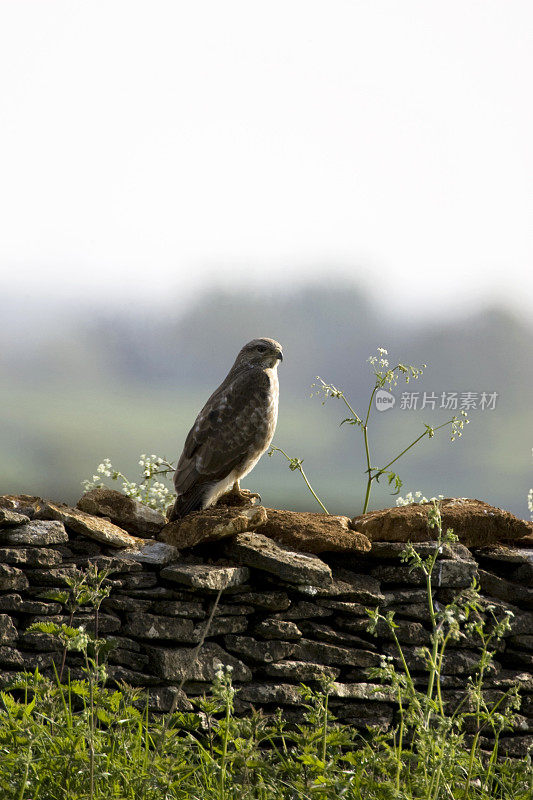 常见的秃鹰(Buteo)